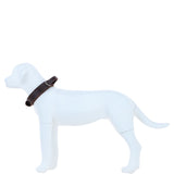 Ashwood Leather Suede Lined Padded Dog Collar with Agitation Handle & Stainless Steel Hardware in Brown – K9-C02
